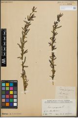 Foto von Salix purpurea L.